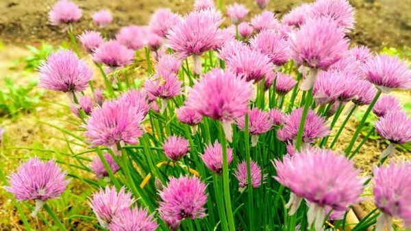 母「ネギ買ってきて」息子におつかいを頼んだはずが…手に持っていたものに「イケメン」：コメント2