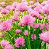 母「ネギ買ってきて」息子におつかいを頼んだはずが…手に持っていたものに「イケメン」