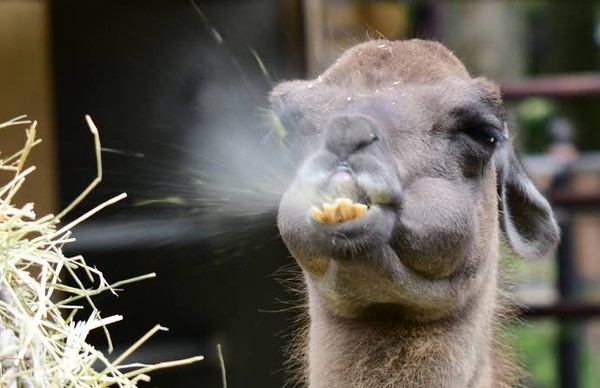 「急にパンツを下ろし、局部を露出し…」　国分太一がバーで女性相手に“大暴走”した過去：コメント2