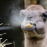 「急にパンツを下ろし、局部を露出し…」　国分太一がバーで女性相手に“大暴走”した過去