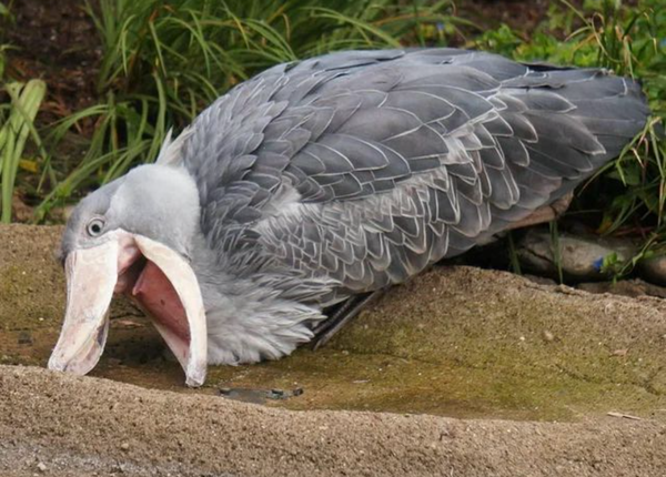 ヤマトとアマゾンはオートロック解錠可能に　「置き配」新システム：コメント2