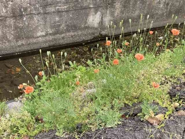 そのオレンジの花、絶対に触ってはいけない理由。東京農大の注意喚起に「よく見かける」「毎年庭に…」：コメント2